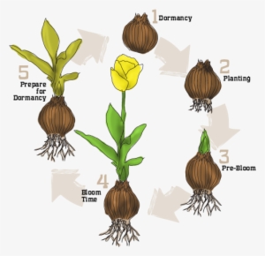 Life Cycle Of A Bulb Diagram - Tulip Life Cycle