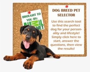 Dog Breed Pet Selector - Animal Planet - 497x400 PNG Download - PNGkit