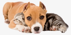 Pit Puppy Laying On Kitten Sm - Благотворительная Акция Помоги Животным