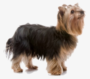 General Appearance - Yorkshire Terrier Png