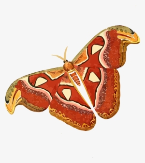 Big Image - Cartoon Picture Of Moth