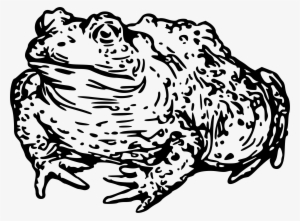 Big Image - Toad Clipart Black And White