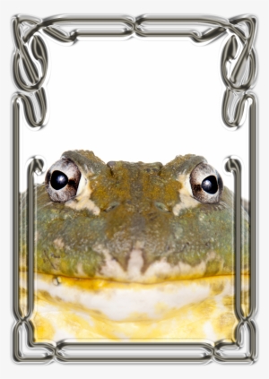 Border-animals - African Bullfrog