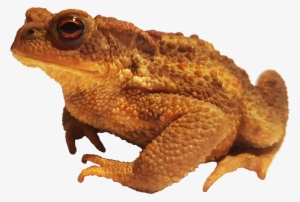 Bufo Bufo Spinosus - Bufo Png