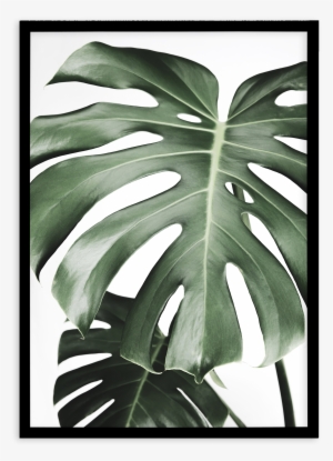 Monstera X Two