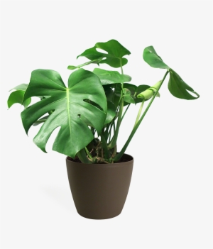 Monstera Deliciosa Medium - House Plant Monstera Transparent