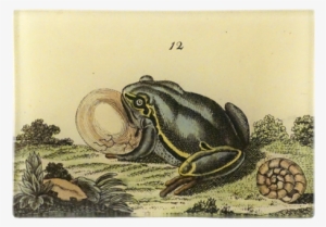 1 Frog 1 Frog - Frog