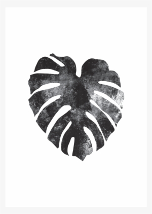 Monstera