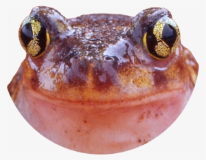 Spadefoot Reporting - Northern Cricket Frog