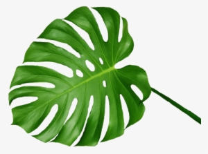 1000 Images About Png&overlays - Swiss Cheese Plant Leaf