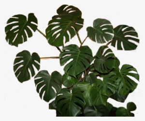 Monstera - Листья Монстеры В Пнг
