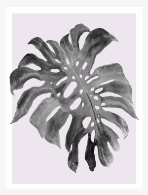 Modern Monstera Collection - Swiss Cheese Plant