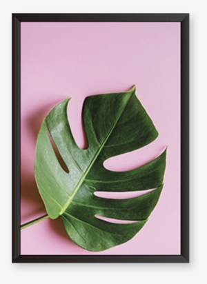 Monstera Deliciosa - Stock.xchng