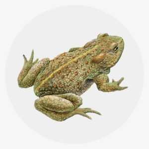 Back To Top - American Toad