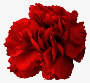 Alpha Delta Gamma Flower - Carnation