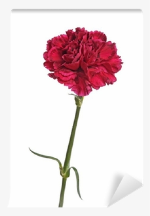 Carnation