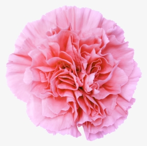 Go To Image - Pink Flower Transparent Background