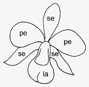 Schematic Drawing Of An Orchid Fl Ower - Petal