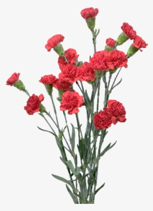 Spray Carnation - Portable Network Graphics