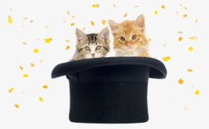 Free Freshstep Paw Prints Reward Program - Domestic Short-haired Cat