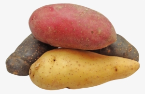 Potato, Fingerling, Rainbow, Potatoes, Png - Potatoes Png