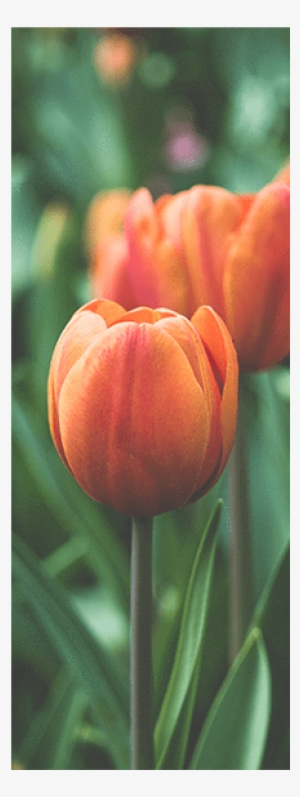 Bom Dia Mães Que Oram