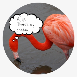 Six More Weeks Of Summer - Flamingo Meaning In Hindi