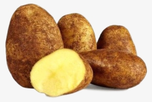 Potato Dutch Cream - Yukon Gold Potato