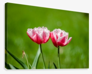 Beautiful Tulip Flowers Levente Bodo Canvas - Flower