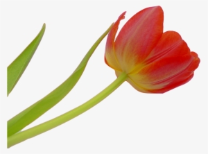 Tulip, Blossom, Bloom, Flower, Spring, Plant, Nature - Tulipa Flor Png