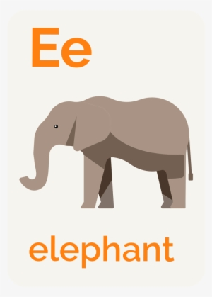 The Trunk - Indian Elephant