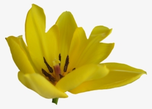 Tulip Flower Free Png Transparent Images Free Download - Portable Network Graphics