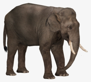 Elephant Png Images Download