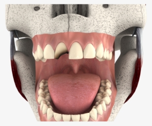 Tongue