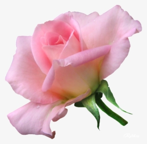 21306696 - Soft