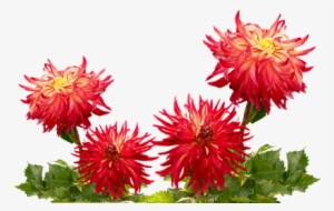 China Flowers Png
