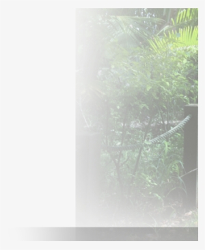 Picture - Grass