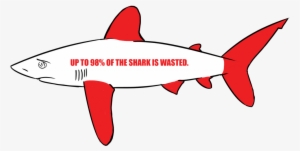 Most Of The Time, The Fins Are Cut Off And The Shark - Many Sharks Are Killed Each Minute