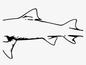 Best Great White Shark Outline