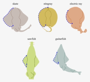 Shark Outline - Shark