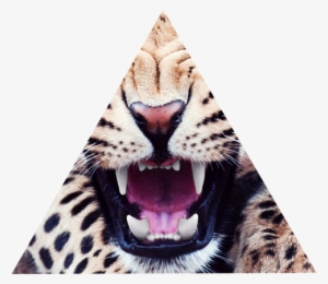 Tiger, Roar, And Teeth Image - Best Wallpapers Animal Iphone