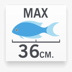 Tamaño Del Pez Ojo Burbuja Rojo - Tamaño Del Pez Globo