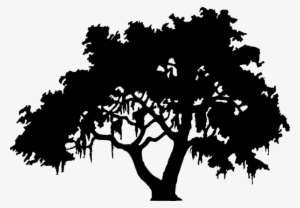 Cavin Harper Speaks At Live Oaks Center Pawley\'s Island - Live Oak Tree Silhouette