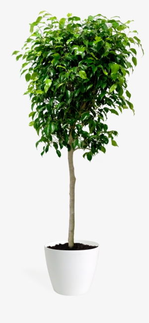 Ficus Benjamina - Fig Trees