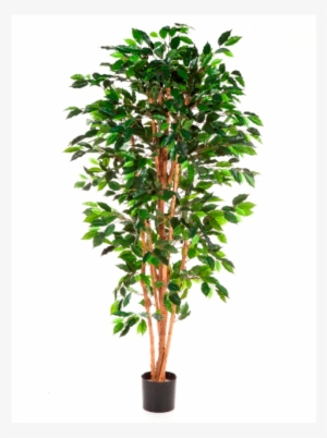 Ficus Nitida, 150cm - Bamboo Tree Cut Out