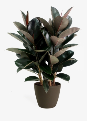 Ficus Burgundy Bush - Fig Trees