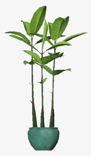 3d Flowers - Ficus Robusta - Houseplant