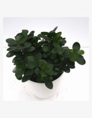 Ficus Island Dwarf Green Color Plant With Fertilizer - Ficus Dwarf Plant