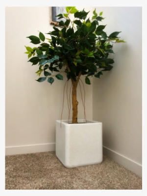 Artificial Ficus Tree Fc17683 - Weeping Fig