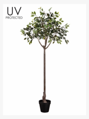 65" Uv Protected Ficus Topiary In Plastic Pot Green - Sageretia Theezans